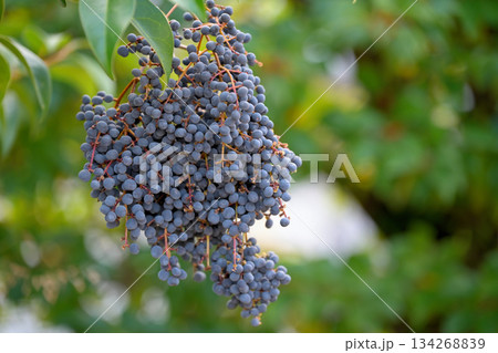 トウネズミモチの黒い実 トウネズミモチの黒い実 134268839