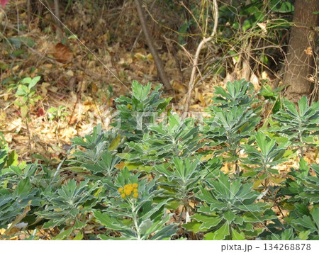海岸植物イソギクの黄色い花 134268878