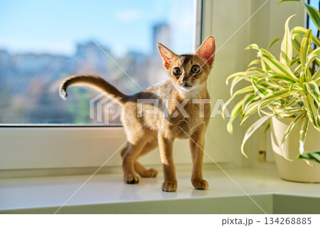 Portrait of wild colored Abyssinian cat, playful three month old kitten in a home 134268885
