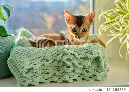 Portrait of wild colored Abyssinian cat, playful three month old kitten in a home Portrait of wild colored Abyssinian cat, playful three month old kitten in a home 134268889