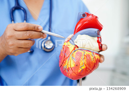 Cardiovascular disease CVD, doctor with heart human model anatomy for treatment patient in hospital. 134268909