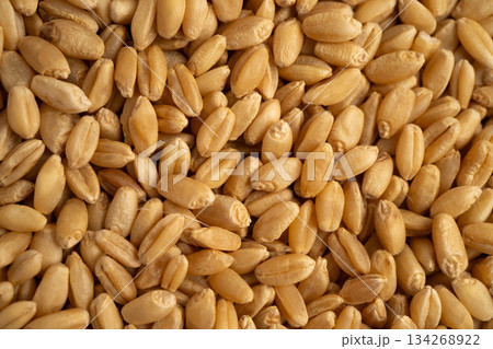 Wheat and grains ears agricultural, organic farm concept. Wheat and grains ears agricultural, organic farm concept. 134268922