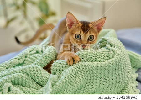 Portrait of wild colored Abyssinian cat, playful three month old kitten in a home 134268943