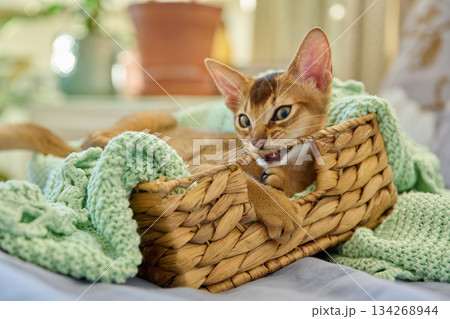 Portrait of wild colored Abyssinian cat, playful three month old kitten in a home 134268944