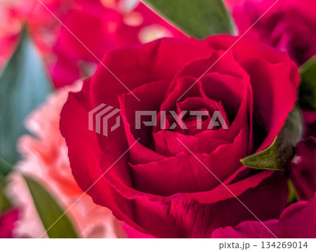 真っ赤な薔薇の花 134269014