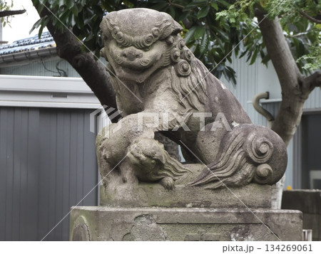 神社の境内に鎮座する子獅子を抱いた古い石造りの狛犬（吽形） 134269061