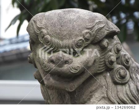 神社の境内に鎮座する子獅子を抱いた古い石造りの狛犬（吽形 134269062