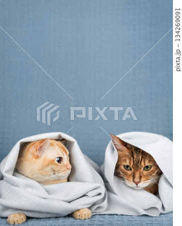 Two cats under a blanket 134269091