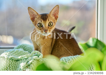 Portrait of wild colored Abyssinian cat, three month old kitten in a home Portrait of wild colored Abyssinian cat, three month old kitten in a home 134269098