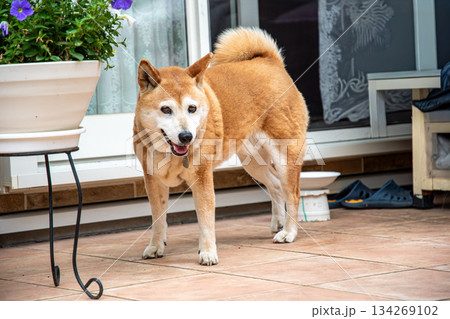 お散歩から戻った柴犬 134269102