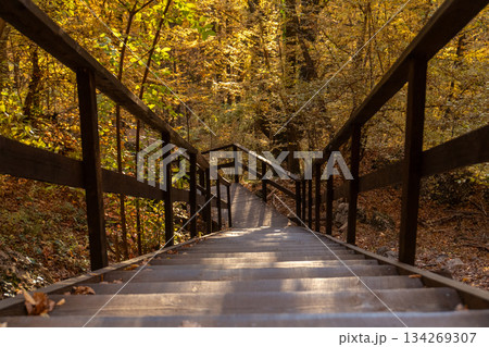 Wooden stairs, autumn forest, natural pathway descending through sunlit golden trees. Wooden stairs, autumn forest, natural pathway descending through sunlit golden trees. 134269307