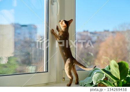 Portrait of wild colored Abyssinian cat, playful three month old kitten in a home Portrait of wild colored Abyssinian cat, playful three month old kitten in a home 134269438