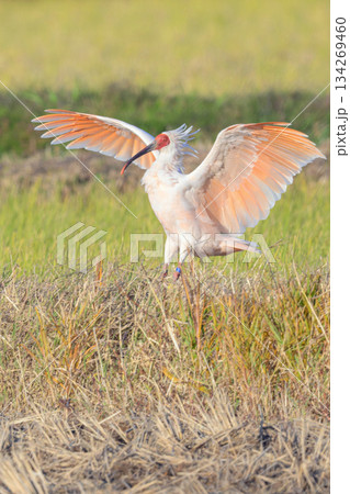 朱鷺の着地シーン 134269460