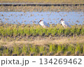 朱鷺の居る田園風景 134269462