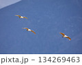 朱鷺の滑空飛翔 134269463