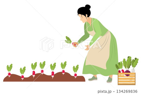 People on a farm. A woman harvests radishes from a garden bed. Agriculture, farm work. Vector, isolated People on a farm. A woman harvests radishes from a garden bed. Agriculture, farm work. Vector, isolated 134269836