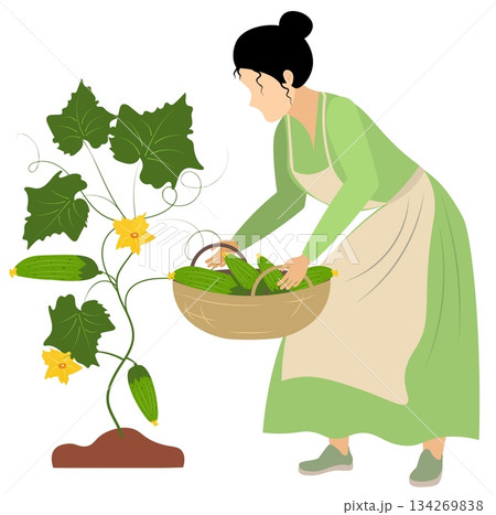 People on a farm. A woman is picking cucumbers. Agriculture, farm work. Vector, isolated 134269838