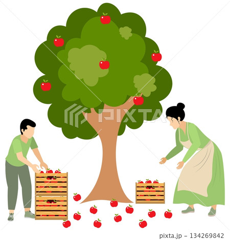 People on a farm. A man and a woman are picking apples under an apple tree. Agriculture, farm work. Vector, isolated People on a farm. A man and a woman are picking apples under an apple tree. Agriculture, farm work. Vector, isolated 134269842