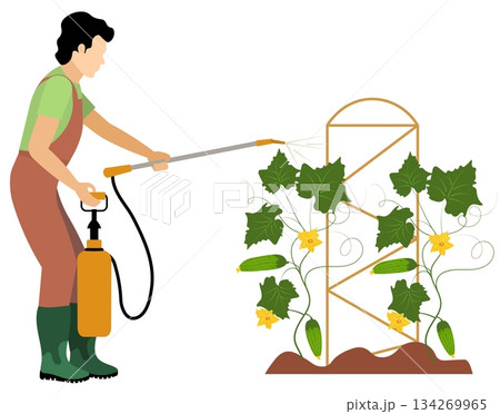 People on a farm. A man sprays cucumbers. Agriculture, farm work. Vector, isolated 134269965