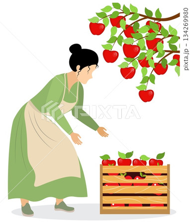 People on a farm. A woman picks apples from an apple tree. Agriculture, farm work. Vector, isolated People on a farm. A woman picks apples from an apple tree. Agriculture, farm work. Vector, isolated 134269980