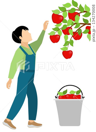 People on a farm. The boy is picking red apples. Agriculture, farm work. Vector, isolated People on a farm. The boy is picking red apples. Agriculture, farm work. Vector, isolated 134270008