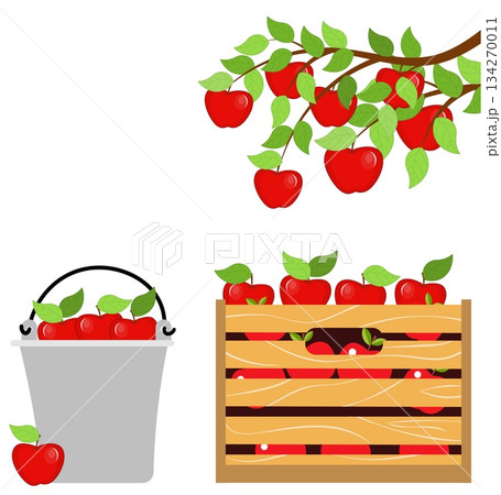 Harvest. An apple tree branch, a box, and a bucket of red apples. Vector, isolated 134270011