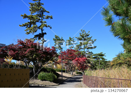 本牧市民公園 紅葉 本牧市民公園 紅葉 134270067