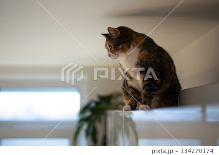 Curious fluffy calico cat sitting on kitchen cabinet under ceiling and looking outside window. Curious fluffy calico cat sitting on kitchen cabinet under ceiling and looking outside window. 134270174