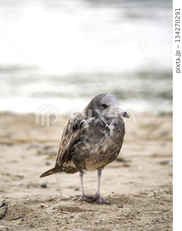 天橋立の砂浜を散歩するウミネコの若鳥 134270291