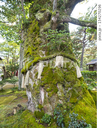 神秘の緑、智恩寺の苔むす霊木・文樹 神秘の緑、智恩寺の苔むす霊木・文樹 134270296