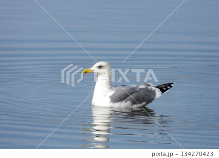 池で泳ぐセグロカモメ 134270423