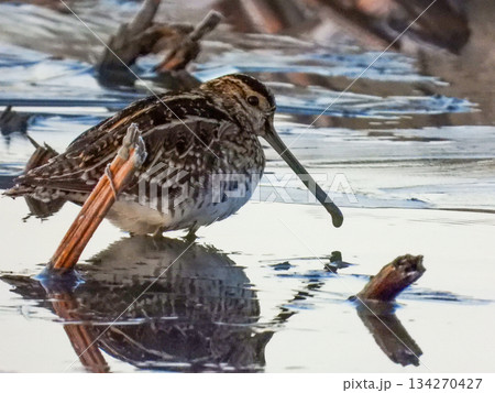 蓮根畑で採餌中のタシギ 134270427