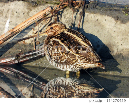 水を張った畑に佇むタシギ 水を張った畑に佇むタシギ 134270429