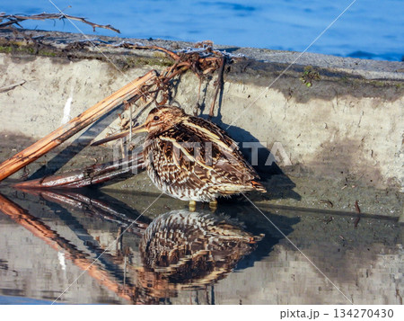 水を張った畑に佇むタシギ 134270430