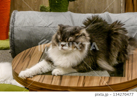 ペットショップでくつろぐペルシャ猫または、スコティッシュフォールドまたは、フォールデックス 134270477