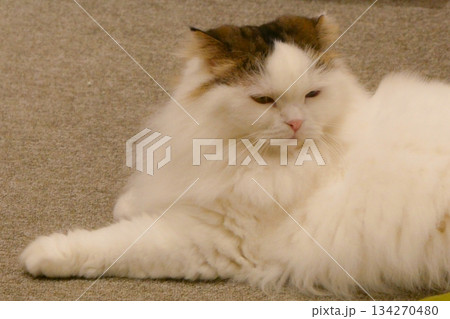 トルコ原産の水泳ぎが好きなターキッシュバン トルコ原産の水泳ぎが好きなターキッシュバン 134270480