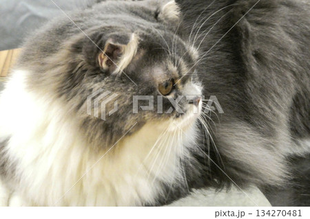 ペットショップでくつろぐペルシャ猫または、スコティッシュフォールドまたは、フォールデックス 134270481