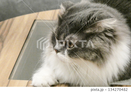 ペットショップでくつろぐペルシャ猫または、スコティッシュフォールドまたは、フォールデックス ペットショップでくつろぐペルシャ猫または、スコティッシュフォールドまたは、フォールデックス 134270482