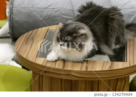 ペットショップでくつろぐペルシャ猫または、スコティッシュフォールドまたは、フォールデックス 134270484
