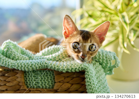 Portrait of wild colored Abyssinian cat, three month old kitten in a home 134270613