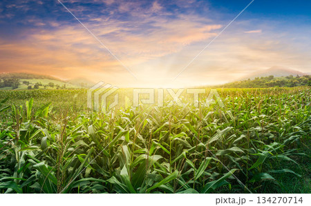 green corn field in agricultural garden and light shines sunset in the evening Mountain background. 134270714