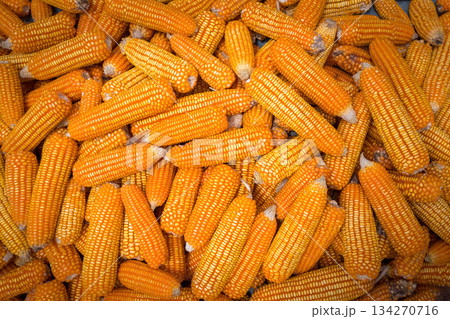 Beautiful Ripe yellow corn. Corn and Grain Handling or Harvesting Terminal. Beautiful Ripe yellow corn. Corn and Grain Handling or Harvesting Terminal. 134270716