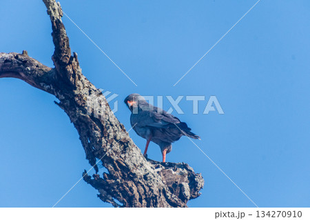 Eastern Chanting Goshawk in the Serengeti 134270910