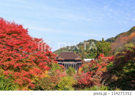 京都　秋の清水寺　紅葉と清水の舞台 (京都府京都市東山区) 134271352