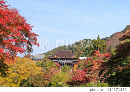 京都　秋の清水寺　紅葉と清水の舞台 (京都府京都市東山区) 134271353