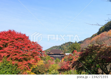 京都 秋の清水寺 紅葉と清水の舞台 (京都府京都市東山区) 京都 秋の清水寺 紅葉と清水の舞台 (京都府京都市東山区) 134271355