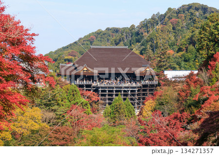 京都 秋の清水寺 紅葉と清水の舞台 (京都府京都市東山区) 京都 秋の清水寺 紅葉と清水の舞台 (京都府京都市東山区) 134271357