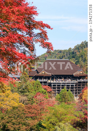 京都　秋の清水寺　紅葉と清水の舞台 (京都府京都市東山区) 134271358