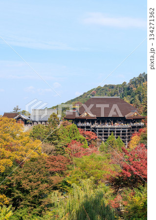 京都　秋の清水寺　紅葉と清水の舞台 (京都府京都市東山区) 134271362