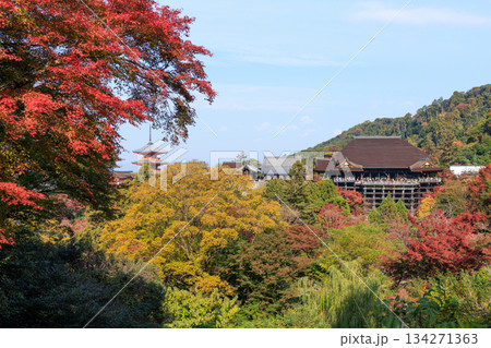 京都　秋の清水寺　紅葉と清水の舞台 (京都府京都市東山区) 134271363